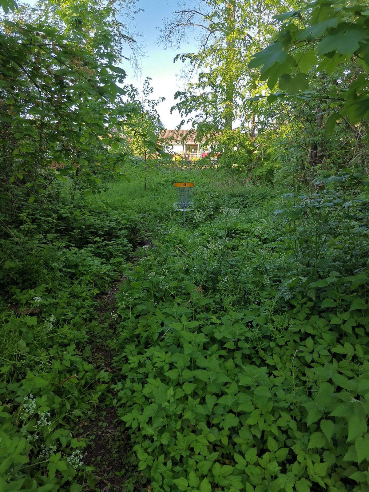 Basket of hole 6