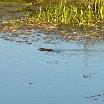 Local muskrat. Don’t let him carry away your disc. 😉