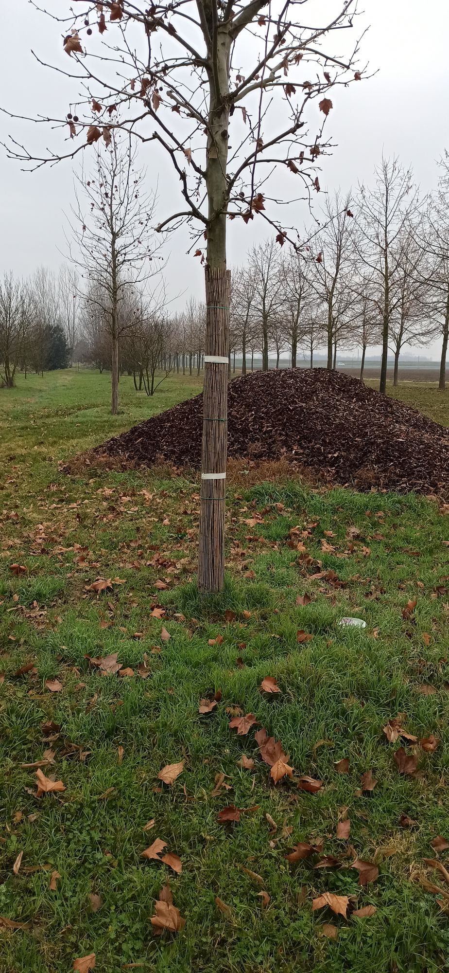 Hole 7 target