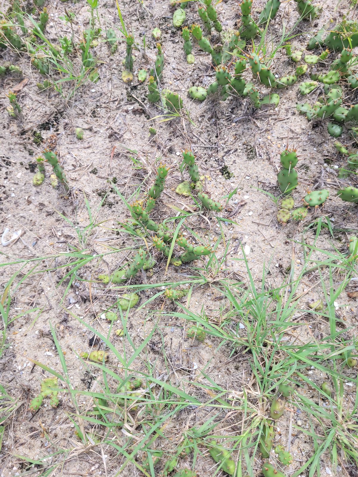 Sparse cactus here. Most spots have more.