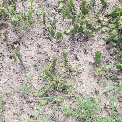 Sparse cactus here. Most spots have more.
