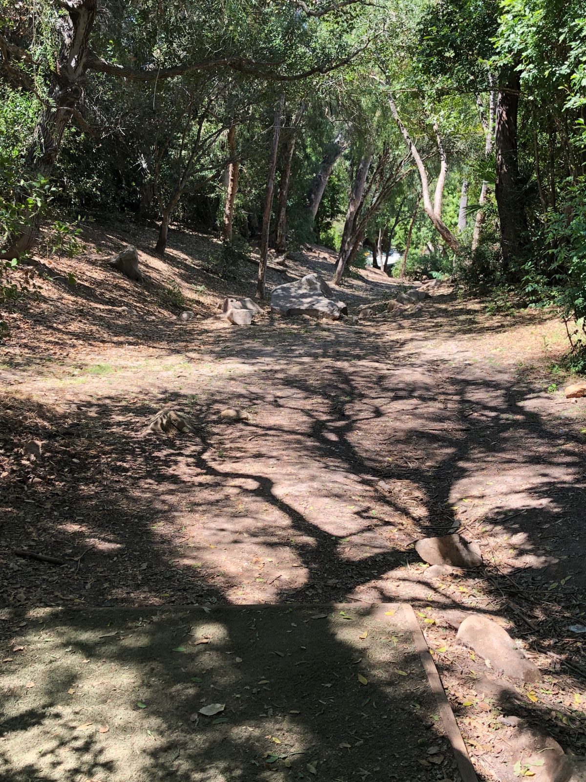 Tight woods down the fairway of hole 10.