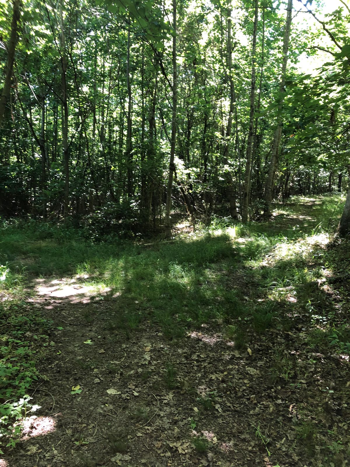 Fork: left for disc golf, right for cross country