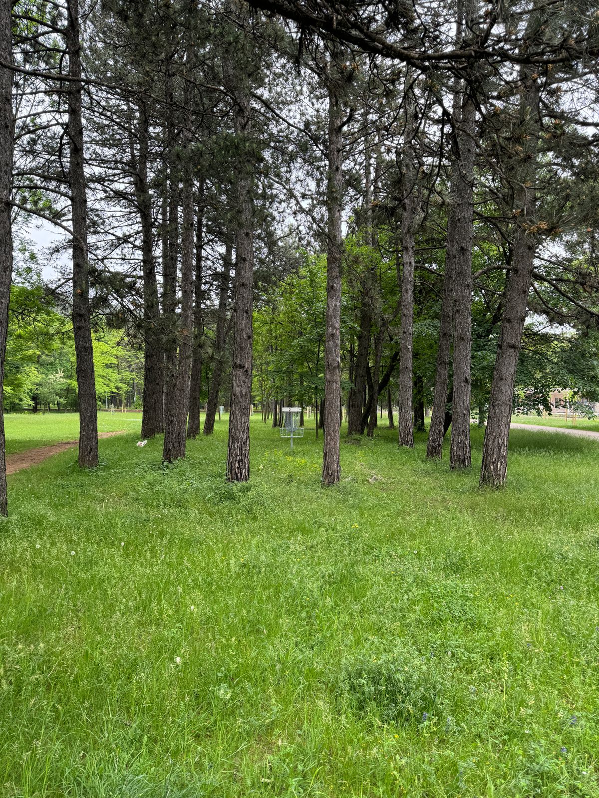 Green for Hole 2; basket framed up perfectly.