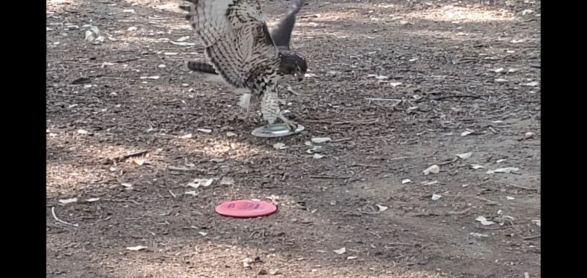 Hawk guardian attacks on hole #6!