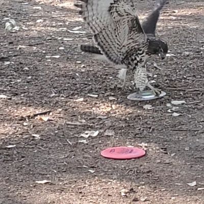Hawk guardian attacks on hole #6!
