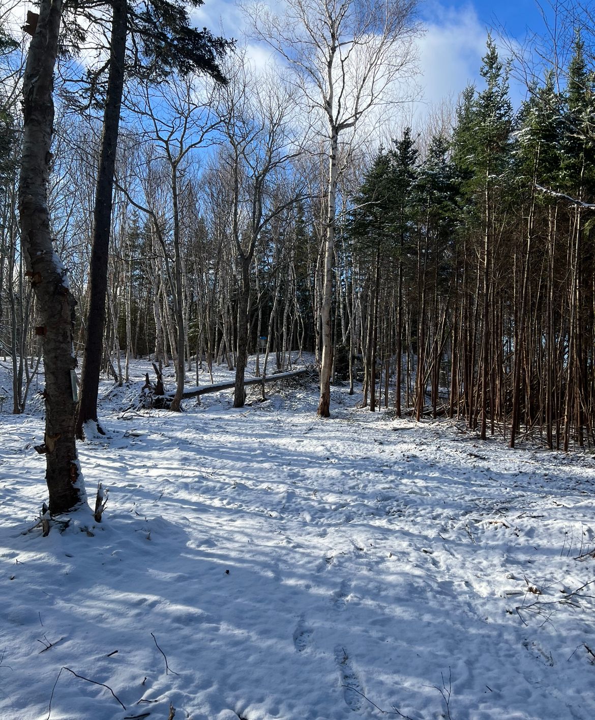 6 tee box