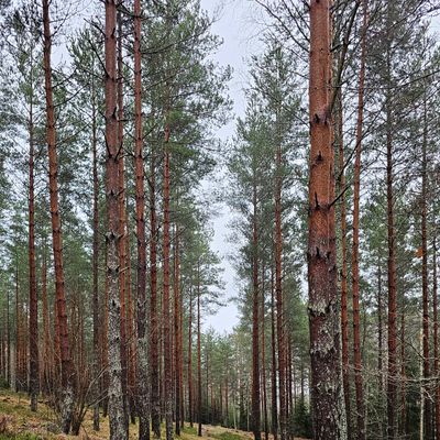 Väylä 8