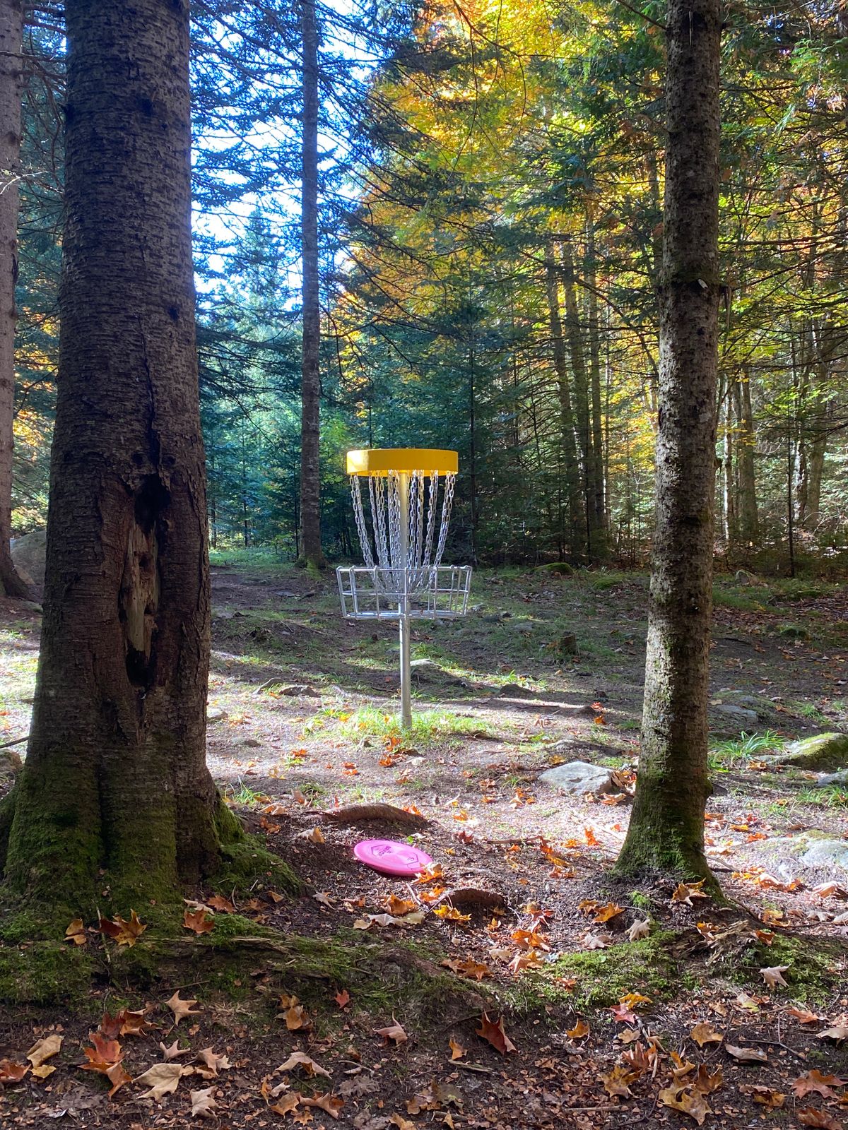Hole 6 short basket