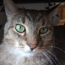 purrfectputter