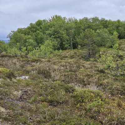 Her må du velge side av et tre som står midt i fairway.