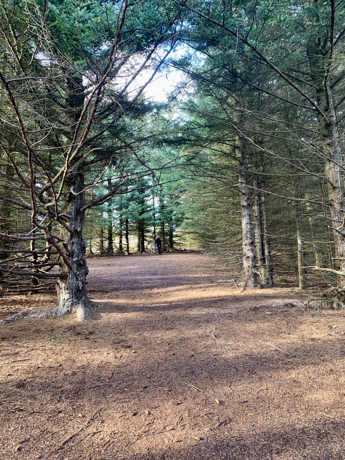Fairway hole 8 🌲