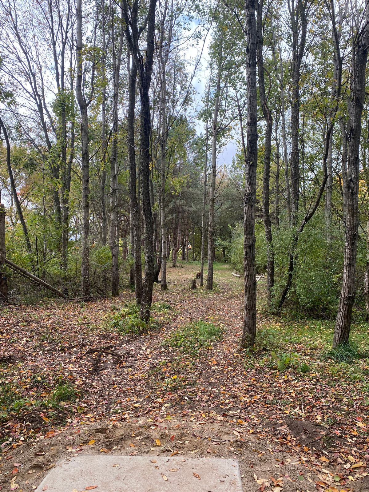 Hole 3 Tee Shot. Basket through trees to the Left