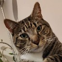User avatar image
