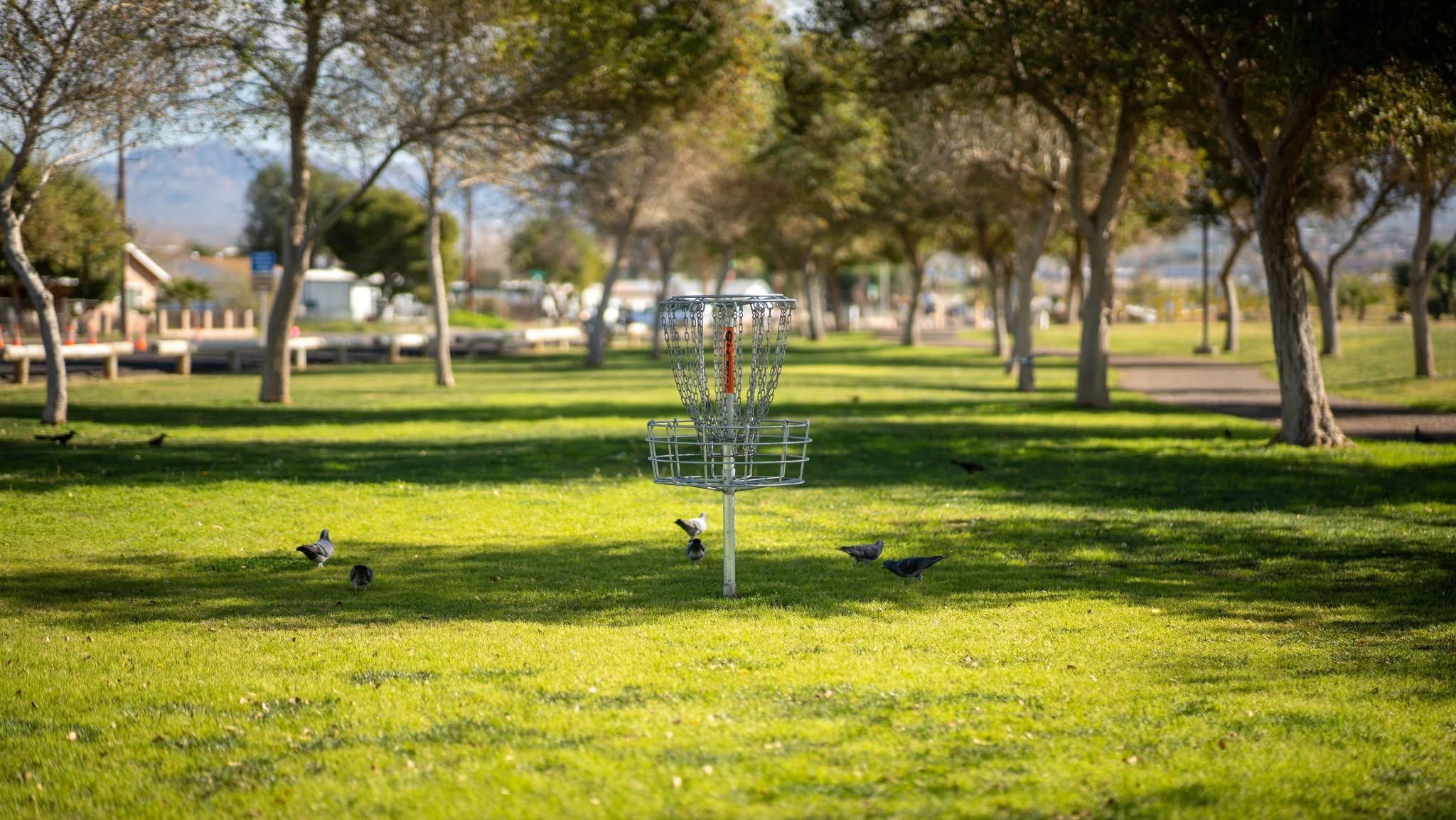 Beautiful shot of basket 17 looking back down the fairway in the direction of the tee pad courtesy of Bullhead City Parks Department 