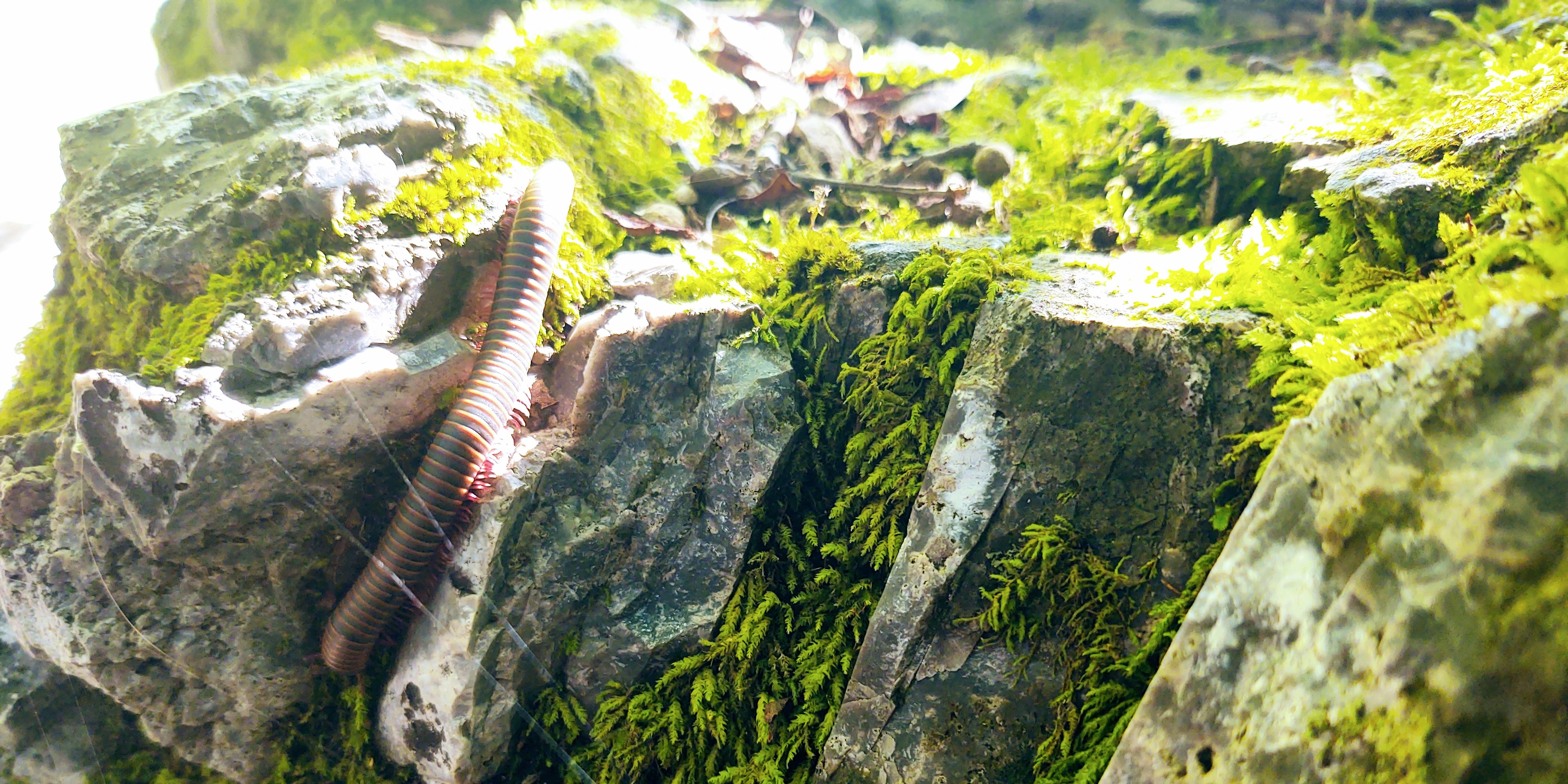 Lemonheads NETC Home Matches 2025-26 - Westy @ Lemonheads 11/15