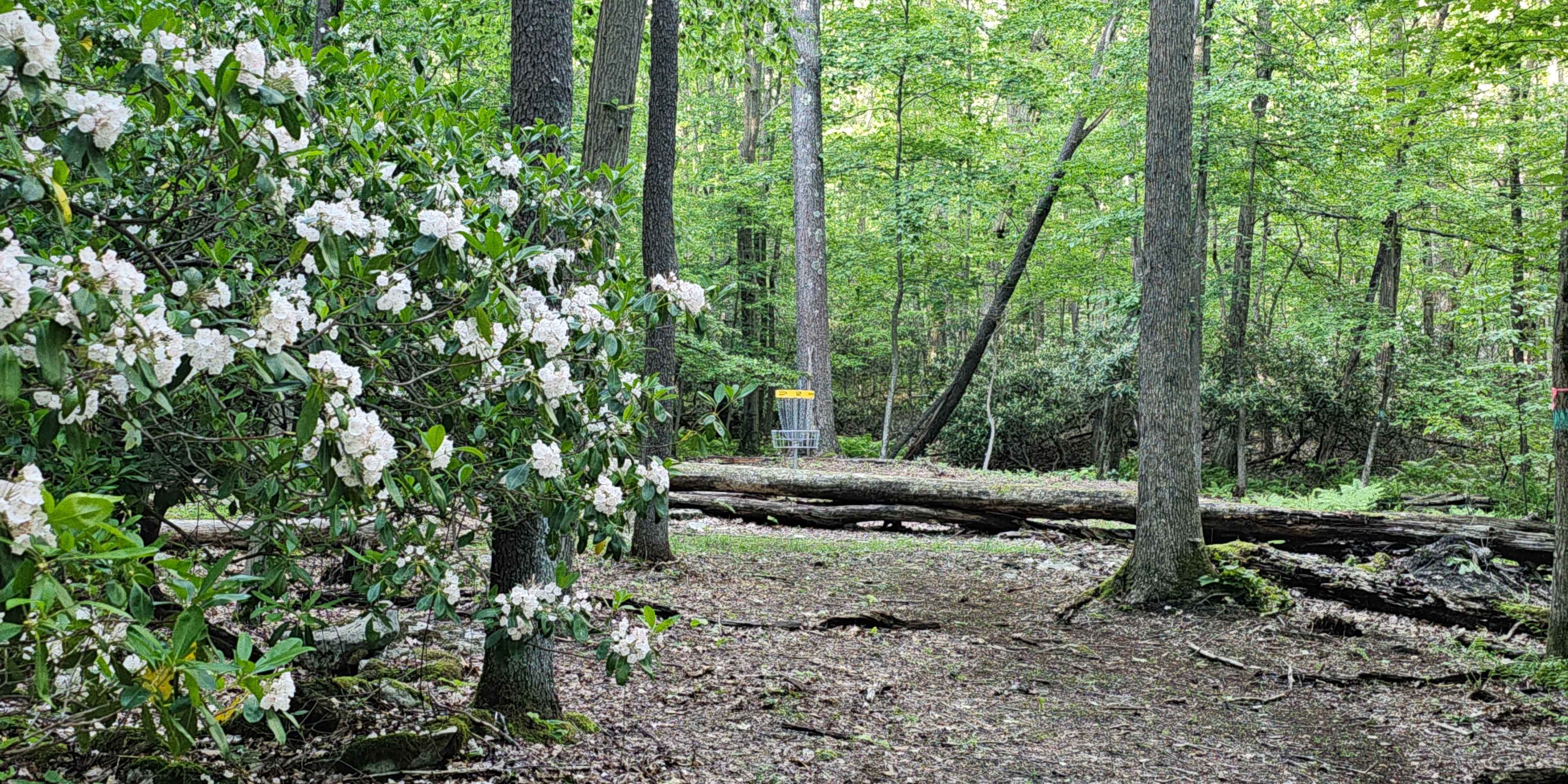 Coopers Rock DGC Doubles - Coopers Rock Dubs