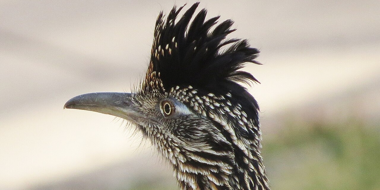 Circle C Weekly Mini - Spring 2026 - Week 1