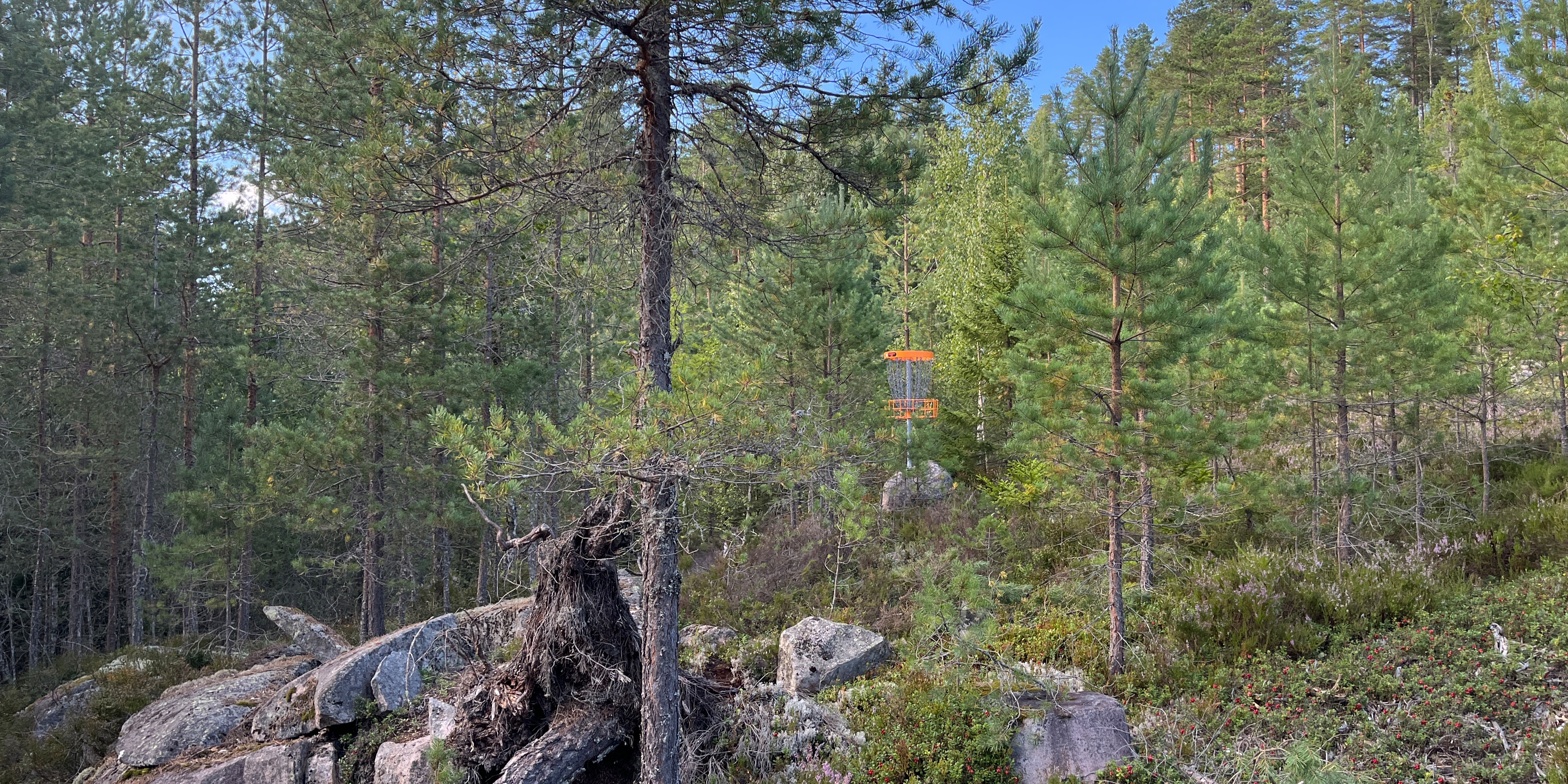 Ukesgolf Bø Diskgolfklubb