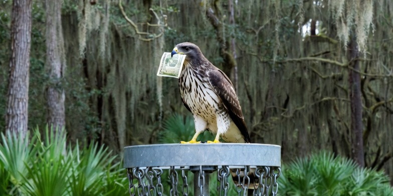 Gainesville Monthly Skins