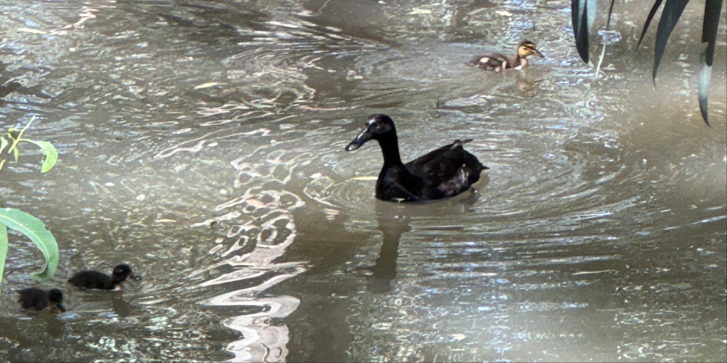 Sierra Winter League - ROUND 3:  SIERRA SQUATCHMAS