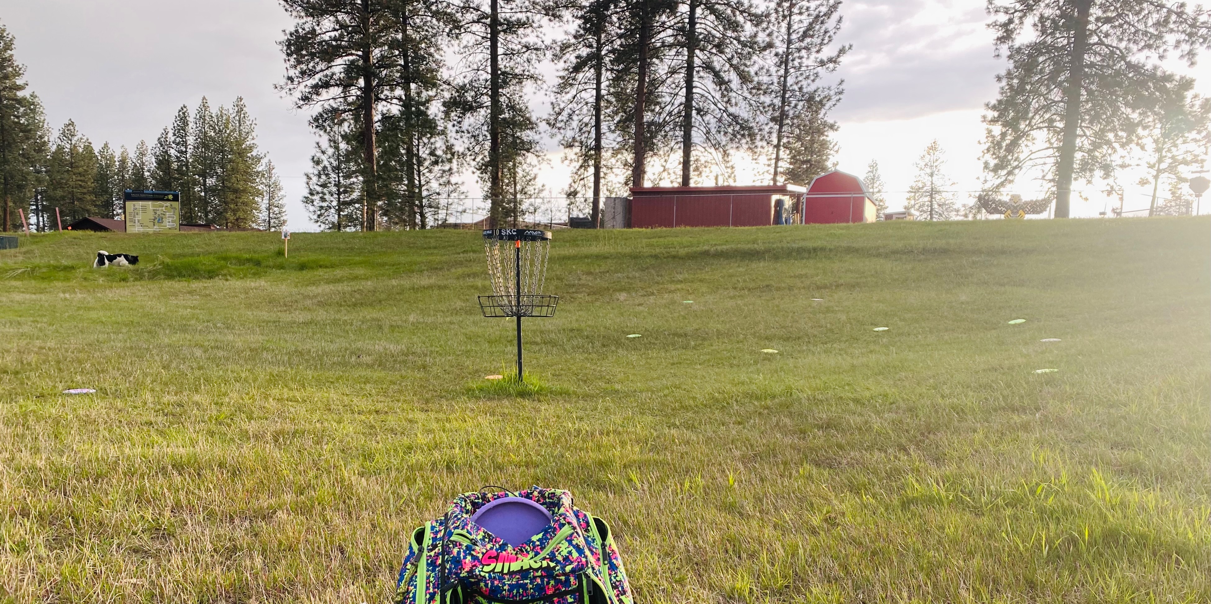 Bison Sunday League 🦬