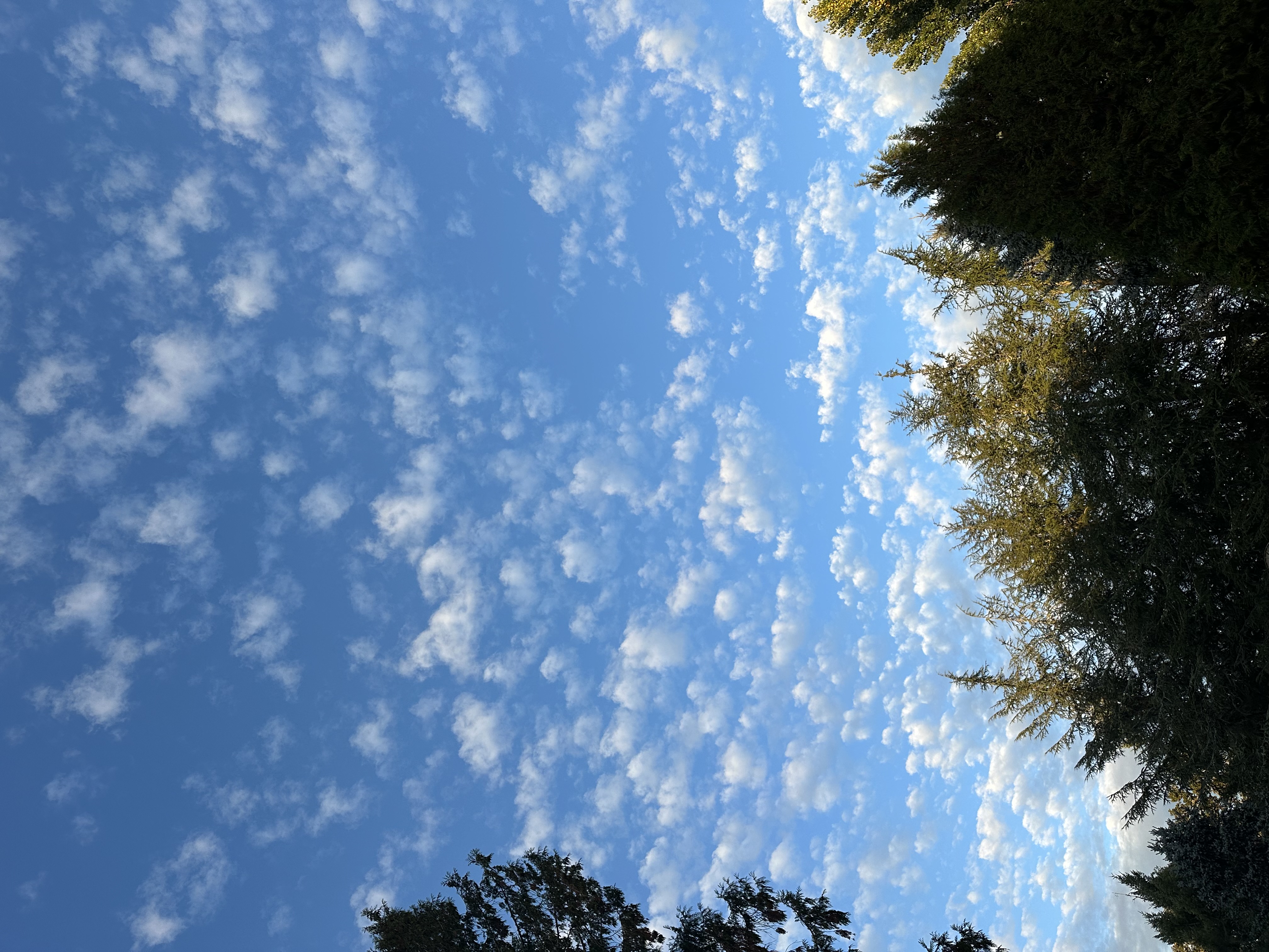 Adair Sunday Random Flip Dubs