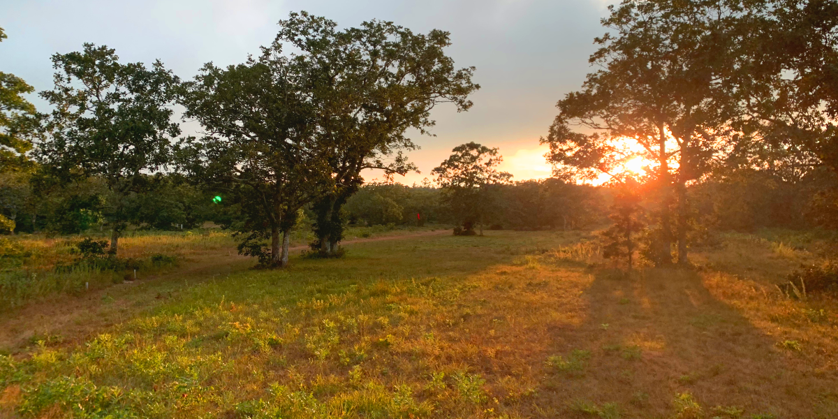 Martha's Vineyard Summer