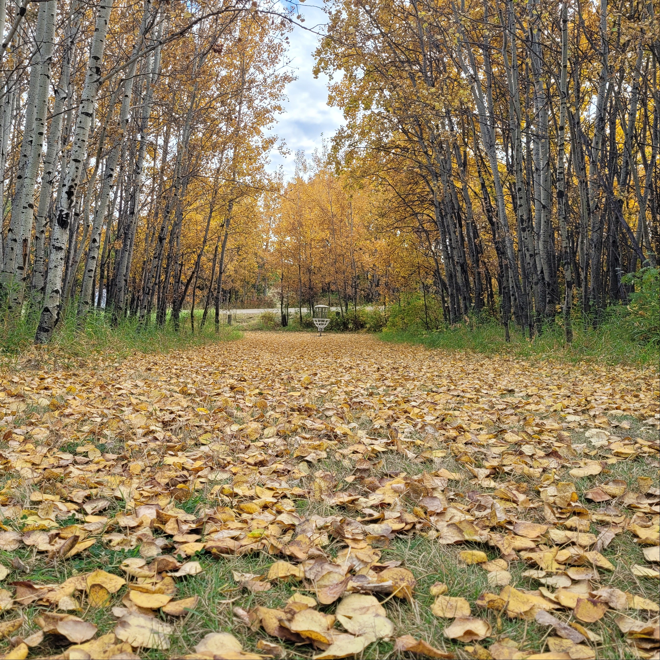 Peace Hills Weekly league - Peace Hills Disc Golf League - COMP