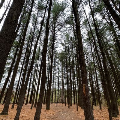 Fallasburg Summer League FRDGA - League