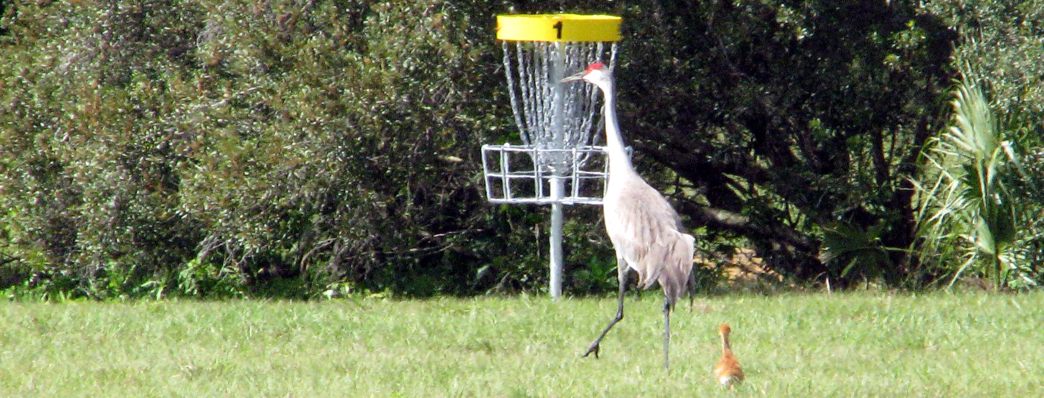 Debary Handicaps - Handicaps (courses open) pdga/bag tag