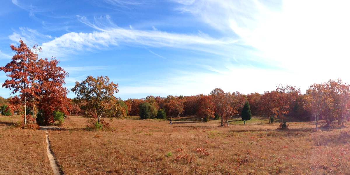 Martha's Vineyard Fall League