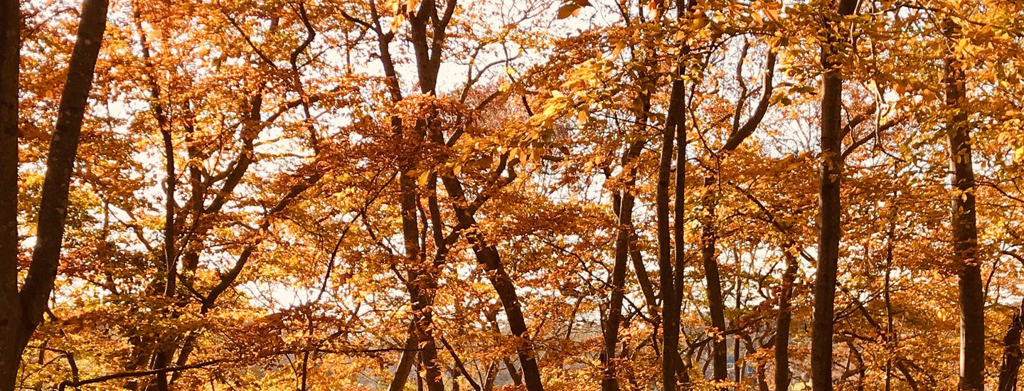 Cape Cod Disc Golf Club - NYE Dubz