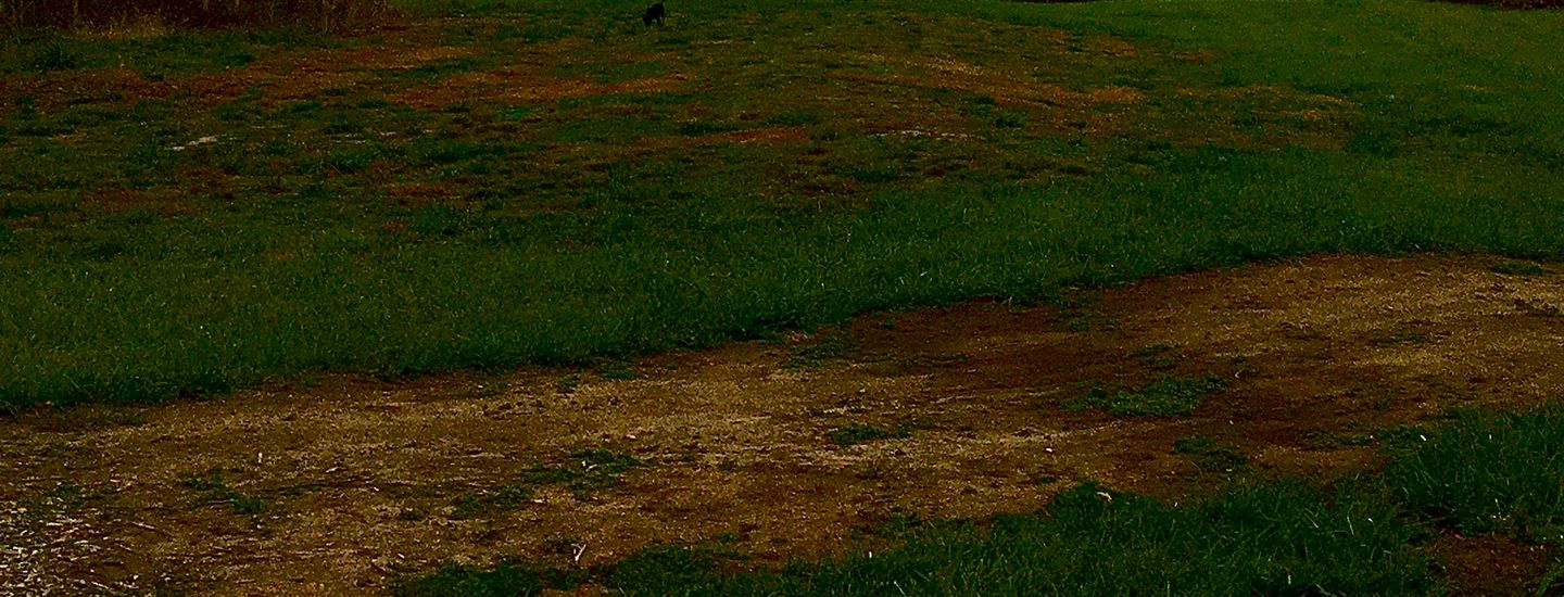 Wolfman- Thursday League 