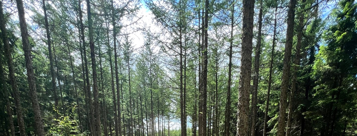 Skive Disc Golf - Søndags-Disc