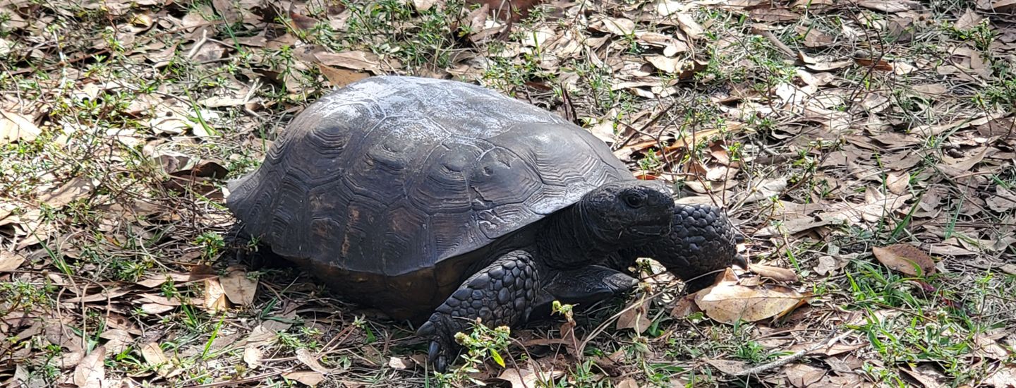 Tortoise Run Tuesday