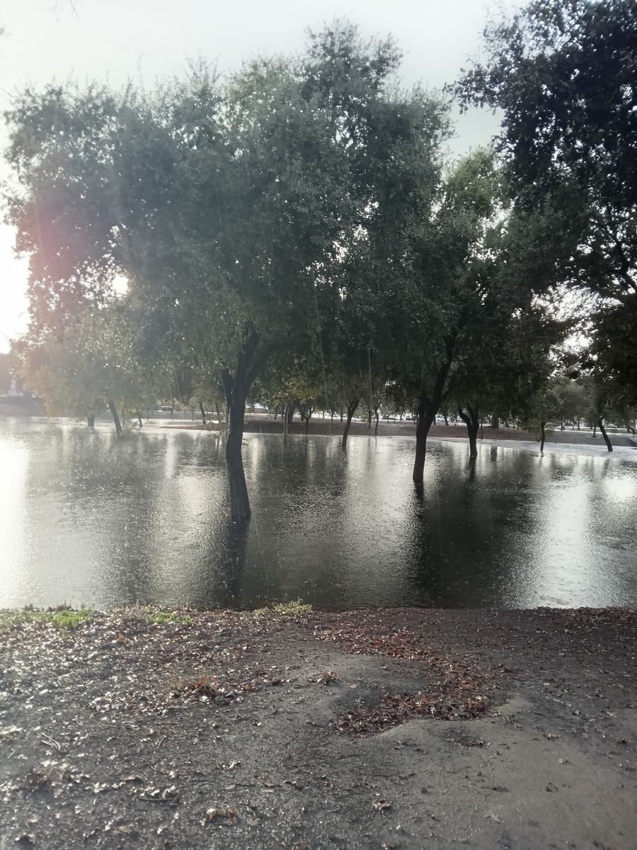 Bud’s Dub’s - Bud's Dubz