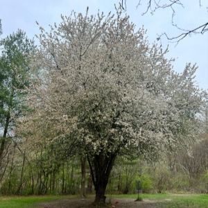 Dacey's Chasing Daylight Triples Course Fundraiser