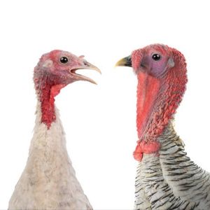 Random Tubby Dubs 🤙