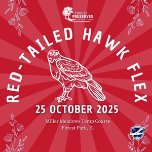 Red Tailed Hawk Flex