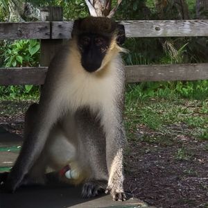 MORNINGMONKEYMADNESS - MMM