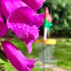 Bluebell White League 