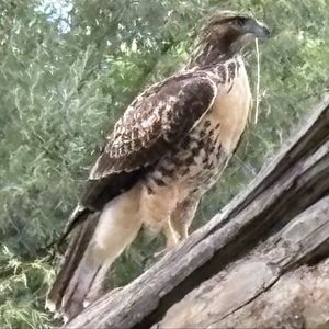 PPFDC Aviary Singles League - Sunday 9:30am 🥏 Aviary Singles