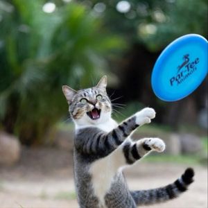 Par-Tee Animals  - Par-Tee Animals